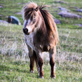 Miniature Ponies