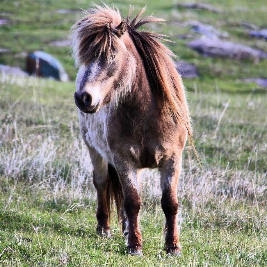 Miniature Ponies