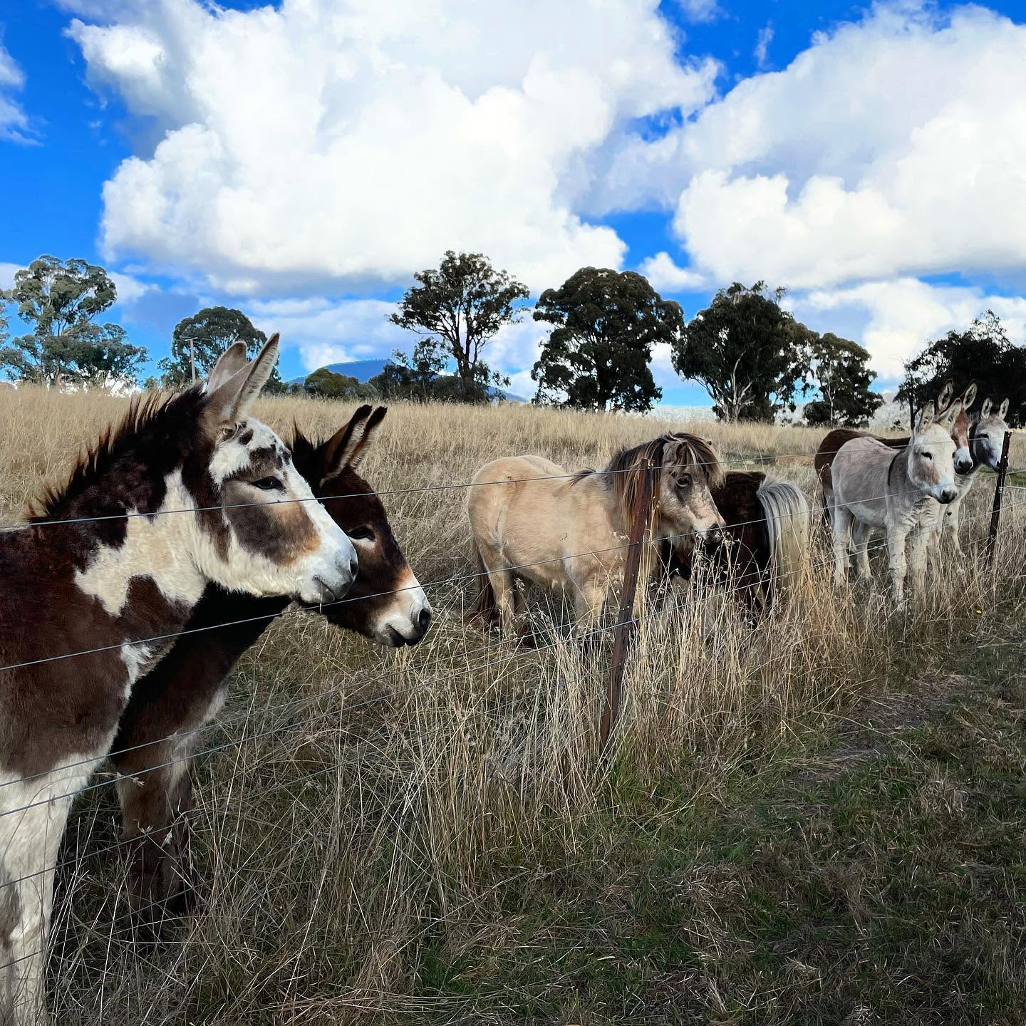 5 Miniature Donkeys