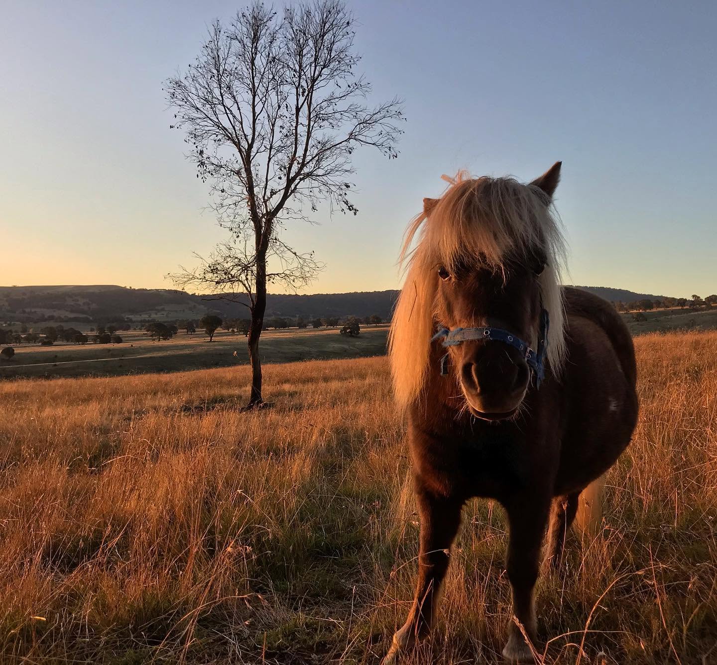 Miniature Ponies