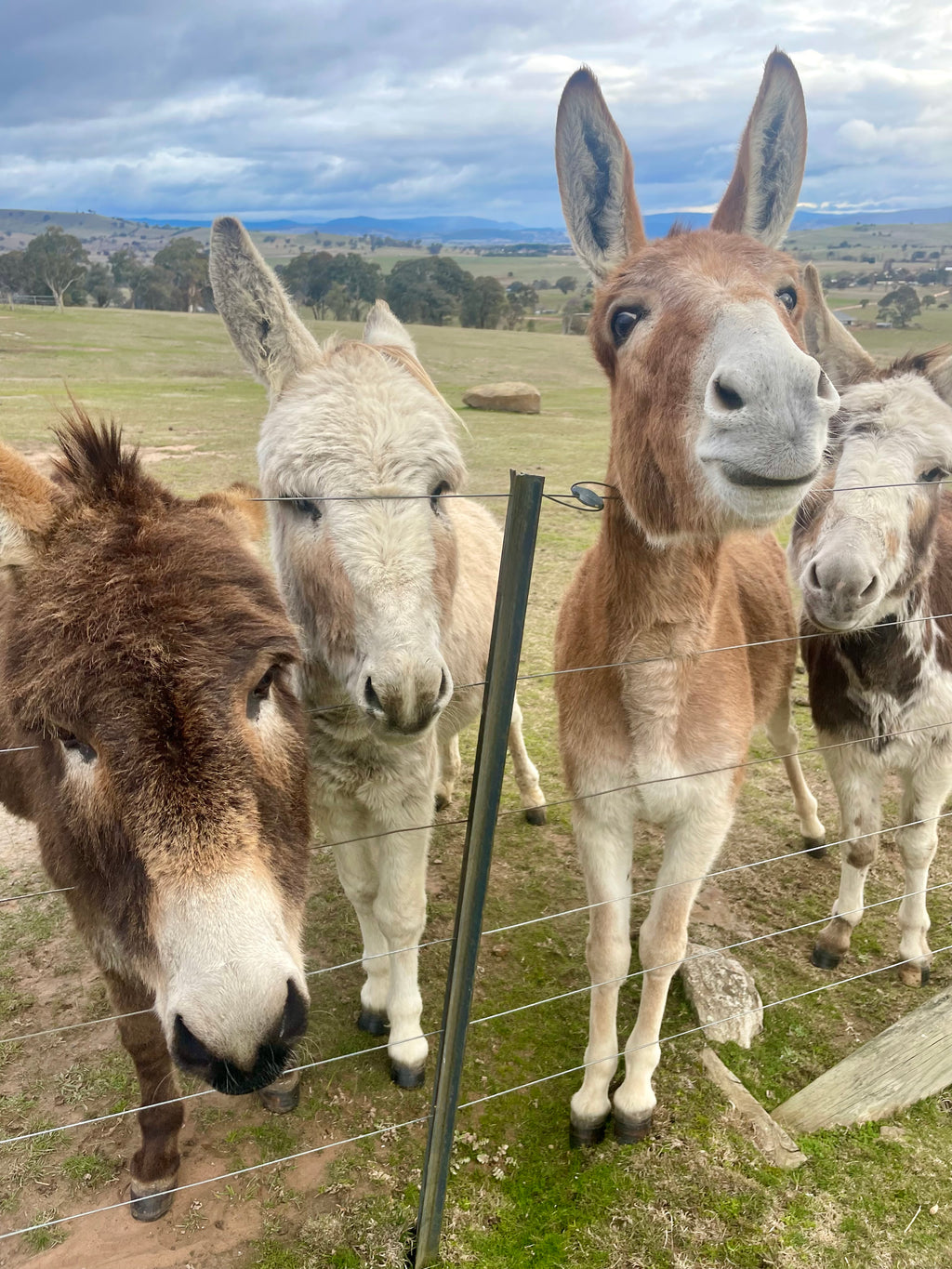 5 Miniature Donkeys