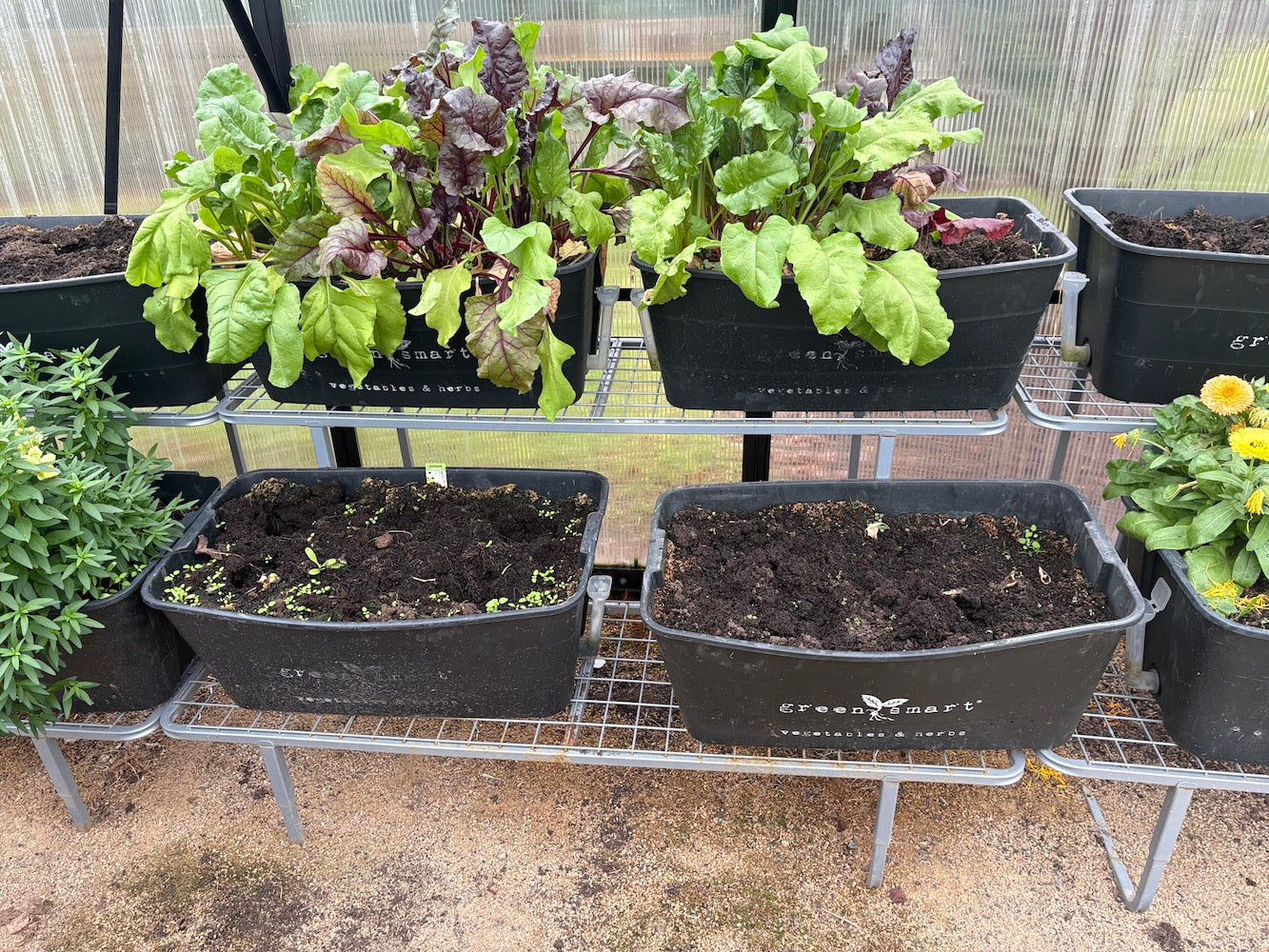 Greenhouse stand with self-watering pots