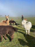 9 Alpacas