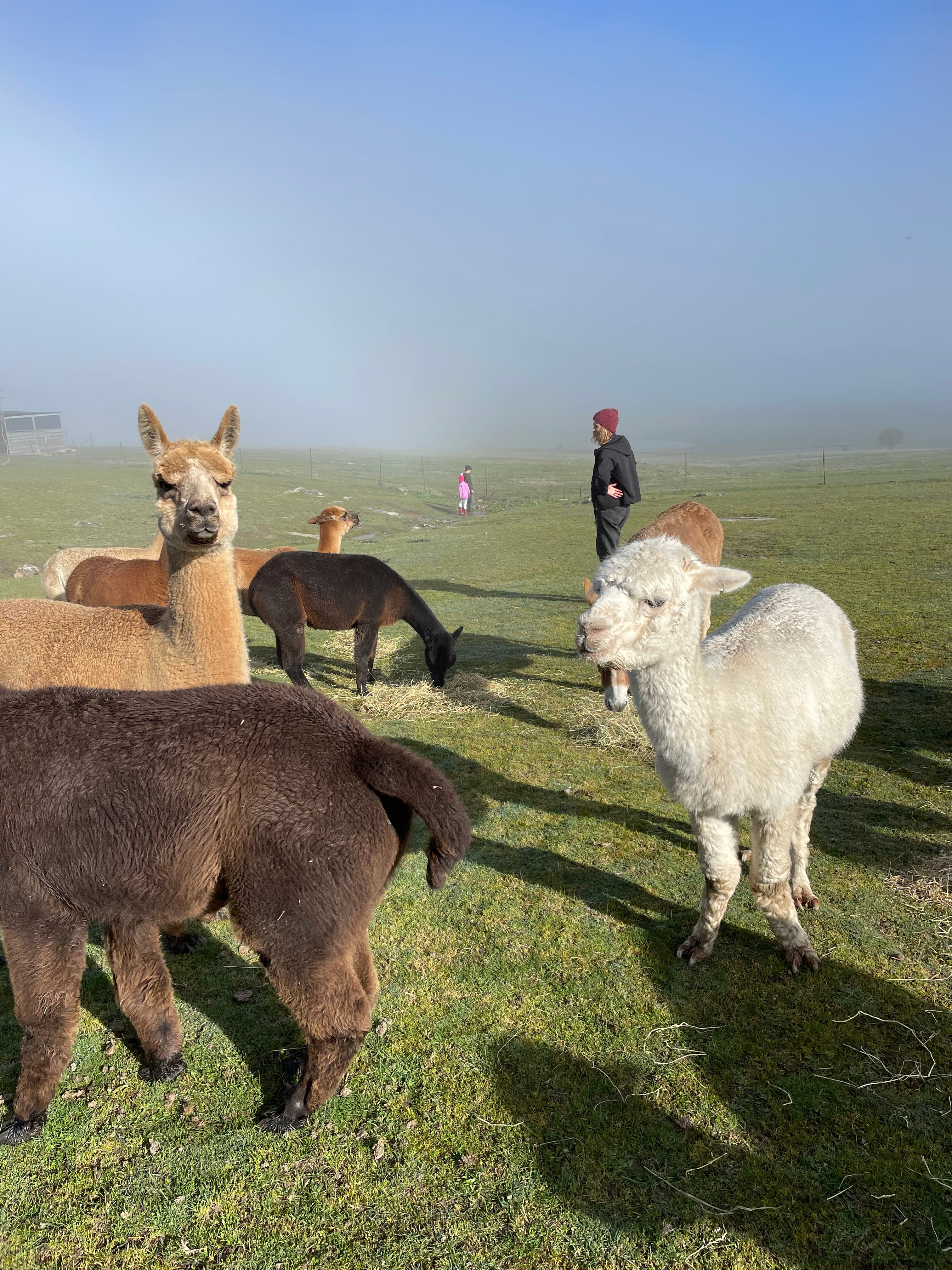 9 Alpacas