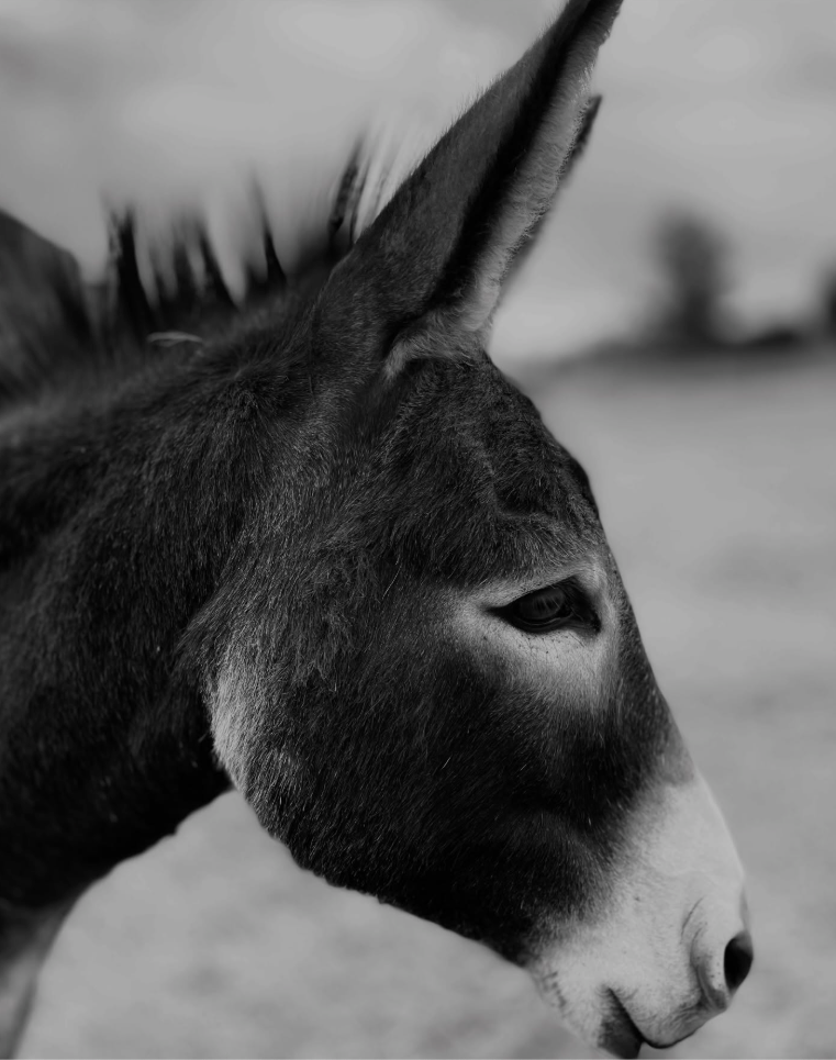 5 Miniature Donkeys